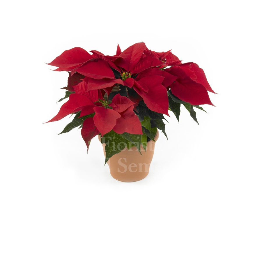 Foto Poinsettia